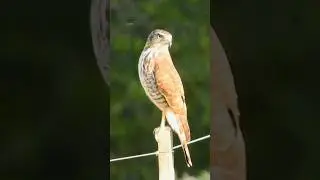 Gavião-carijó / Rupornis magnirostris 🙂 #faunabrasileira #birds #wildlife #passaros #avesbrasil