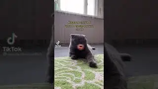 Кот говорящий рот. Когда ты спишь 6 часов, а кошка 20 часов в сутки.