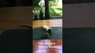 Cats having a friendly wrestling match #cats
