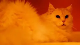 Maine Coon Persian Mix Loves to Knead and Purr loudly / 緬因貓愛揉麵團