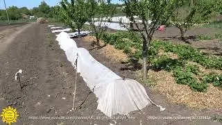 Зона рискованного земледелия. Возвратные заморозки.