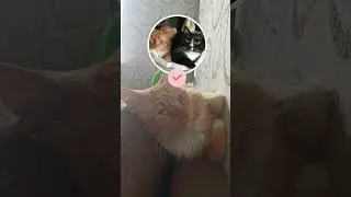 Вот почему молоко опасно для кошек 🐈😫🥛 