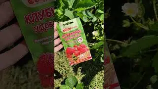 Уход за клубникой во время цветения 🍓#клубника # земляника