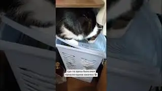 Тотоша пытается разобрать прошлогодний хлам 📦 котик ищет дом