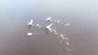 ЛЕБЕДИ ПРИЛЕТЕЛИ  НА ОЗЕРО  В НИЖНИЕ КАРАМАЛЫ