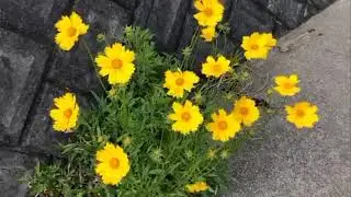 Japan Let's go walking in the countryside of #Japan #feel