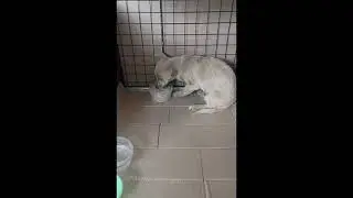 Блоник