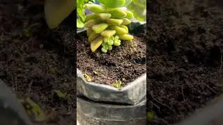 Small collection of my plants/Succulents #succulents #plants #worldenvironmentday #earth #tree