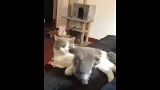 Kucing Lucu