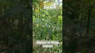 2 in 1 Halamanan sa Kabihasnan #agaderfarmland #shorts #shortsvideo