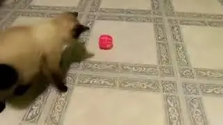 GOOOOOOOOOOOOOOOOOOAL!!!!!!!!! And the crowd goes wild!!!!!!