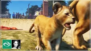 🦁 Looking at management and baby animals | Planet Zoo Live at GamesCom | ft. Silvarret & Rudi