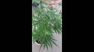 Terrible News For Cannabis Growers. How to know when to Destroy Cannabis Plants