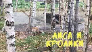 Лиса и кролики