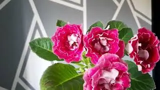 Весеннее цветение сеянца глоксинии АК 167