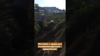 Окучивание картошки мотоблоком с ежами - это удивительно... Жизнь в деревне