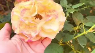 Горшечные перцы и обзор розария