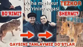 Uloqga qo'yiladigan bo'rini o'rniga sher bo'ladimi? tez kunda bilib olasiz obuna bo'ling