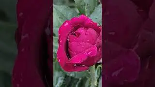 Красивого Вам вечера!