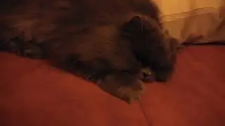 Möpschen chillt den Abend