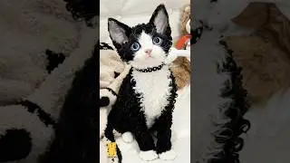 Funny Cat & Cute Kittens668😻 