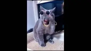 Кото😂Лепс Ржака прикол в тик токе.Похож ？ ваше мнеие в коментах.