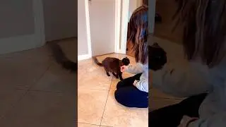 Cat Rolls Over Like A Dog (wait for it) 🐈💖