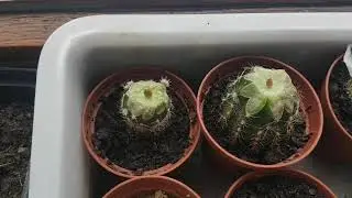 Кактусы для подвоев.Какие они?Спасение кактусов прививкой.Cacteen#66