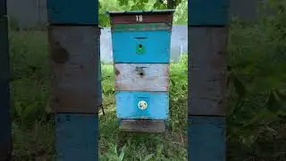 Вечер на пасеке…