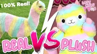 REAL ANIMALS vs PLUSH! Which is Better?! | TOFU CUTE TV