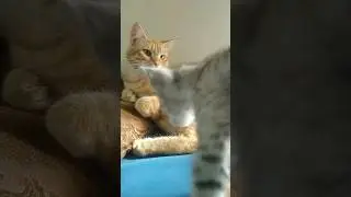 Orange and Grey cat fighting,they are not accepting each other #catlover #kitten #cat #catshorts