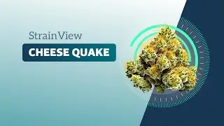 Cheese Quake - Strainview
