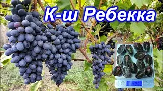 Кишмиш Ребекка 2023