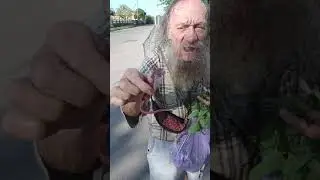 Витя Митя против Ящера