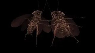 Two Creepy Cockroaches - Dancing Duet Loop