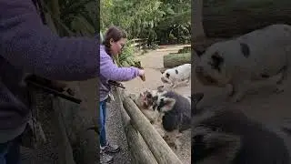kune kune the wild pig here in New Zealand