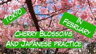 Japan Life - Tokyo February Cherry Blossoms & Japanese Practice with Friends