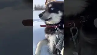 Собака в добрые руки. Кобель.