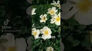 мы деревенские
