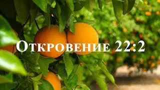 Листья дерева - для исцеления народов. (Откр.22:2)