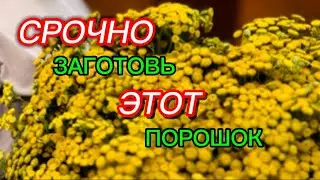 Пижма от Паразитов Как Применять Для Здоровья Секреты Рецепты и Советы