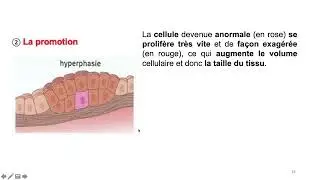 vidéo 2 sur le chapitre  8.3. le cancer, conséquence des mutations génétiques
