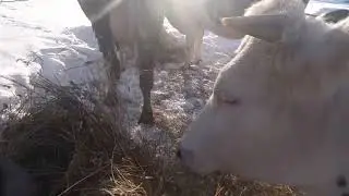 наши коровки, телки,  бычки, и поросята знакомства с ними
