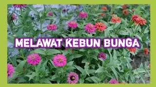 Menikmati pemandangan kebun bunga