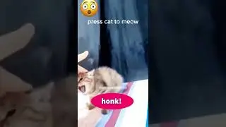 funny noises from cats... #cat #funnyanimals #pets #funnycats