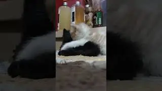Nasib Kucing Gak Punya Mainan #shorts #catlover #kucing #cats #kucinglucu  #kucingpeduli