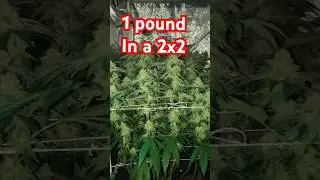 Need reliable strains tested by professionals? Email me for details