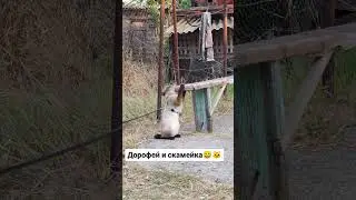 Не всё так просто😄🐱 #блогер #животные #кот #юмор