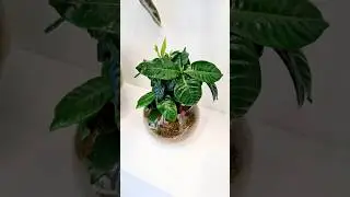 #sphagnum_eco #сфагнумфускум #plants #flowers #gardening #garden #gardenia #houseplants #myplant