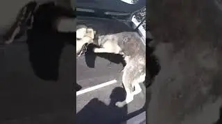 Zeytin | Ankara’da başka köpeklerle kavga eden köpek 13 gün sonra taburcu oldu
